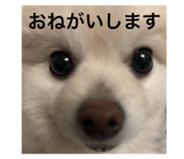 743154451