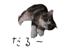 743156114