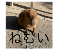 743156669