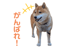 743163924