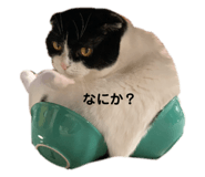 743228787