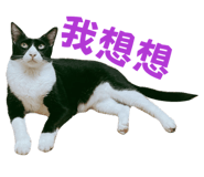 743306515
