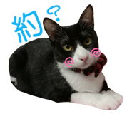 743306517