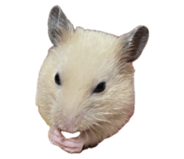 743333741