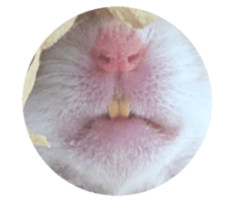 743340584