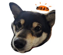 743345411