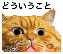 743500223