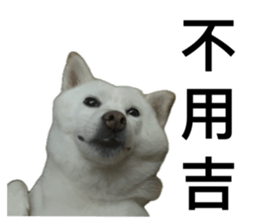 743504551