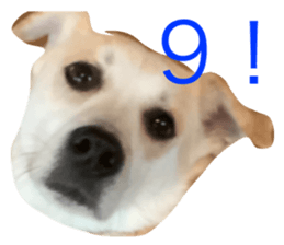 743548521