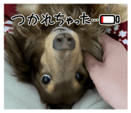 743550988