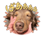 743550989