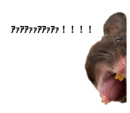 743693250