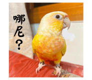743704517