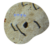 743742058