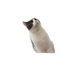 743746277