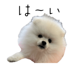 743770733