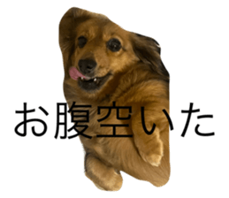 743776066