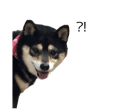743818595