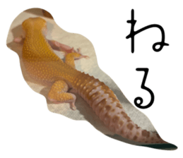 743976548