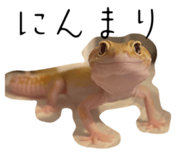 743976553