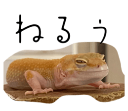 743976557