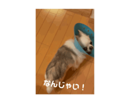 744091244