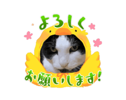 744411630