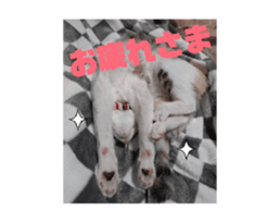744411685