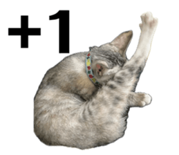 744424784