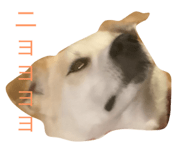 744543929