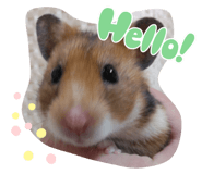 744611005