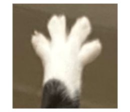 745085355