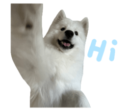 samoyed v.4 รูปที่ 1