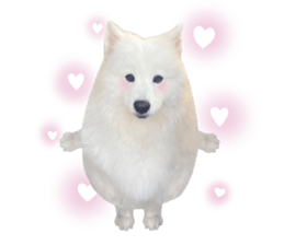 samoyed v.4 รูปที่ 2