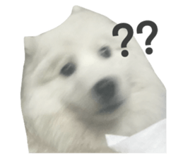 samoyed v.4 รูปที่ 3