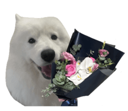 samoyed v.4 รูปที่ 4