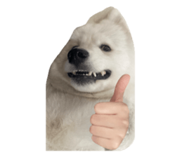 samoyed v.4 รูปที่ 5
