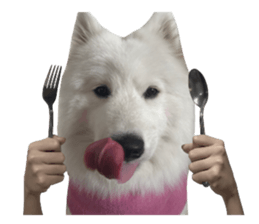 samoyed v.4 รูปที่ 6