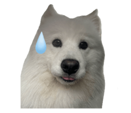 samoyed v.4 รูปที่ 7