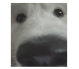 samoyed v.4 รูปที่ 8