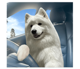samoyed v.4 รูปที่ 9