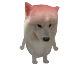 samoyed v.4 รูปที่ 10
