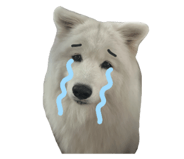 samoyed v.4 รูปที่ 11
