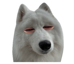 samoyed v.4 รูปที่ 12