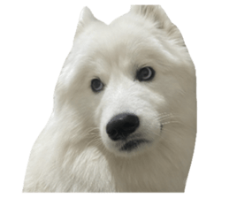 samoyed v.4 รูปที่ 13