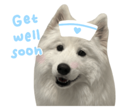 samoyed v.4 รูปที่ 14