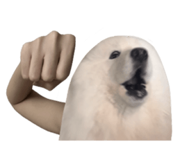 samoyed v.4 รูปที่ 15