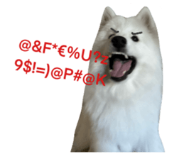 samoyed v.4 รูปที่ 16