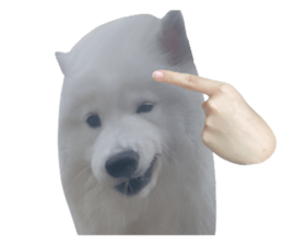 samoyed v.4 รูปที่ 17