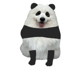 samoyed v.4 รูปที่ 18